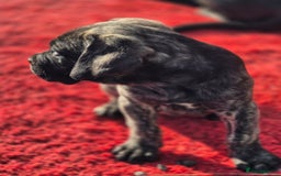 Cane Corso dogs for sale: Class Corsos  - Advert 17