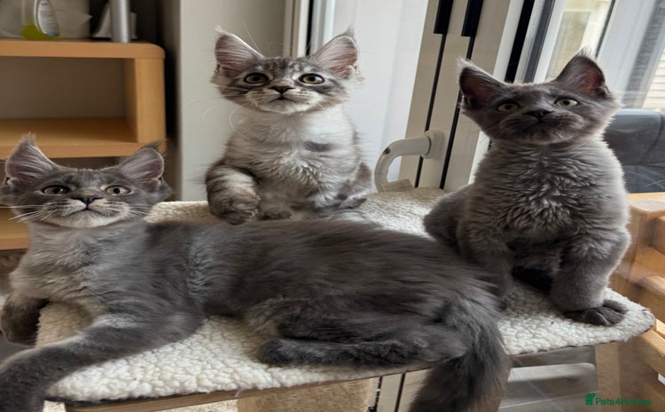 Maine Coon cats - Advert 13