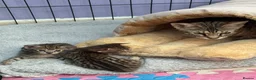 Savannah cats for sale: Savannah F4 girls - Advert 24