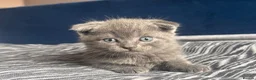 Scottish Fold cats for sale: Scottish fold - Advert 5