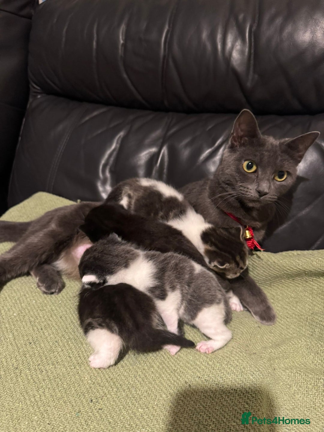 Mixed Breed cats for sale: Russian Blue x Tabby - Advert 3