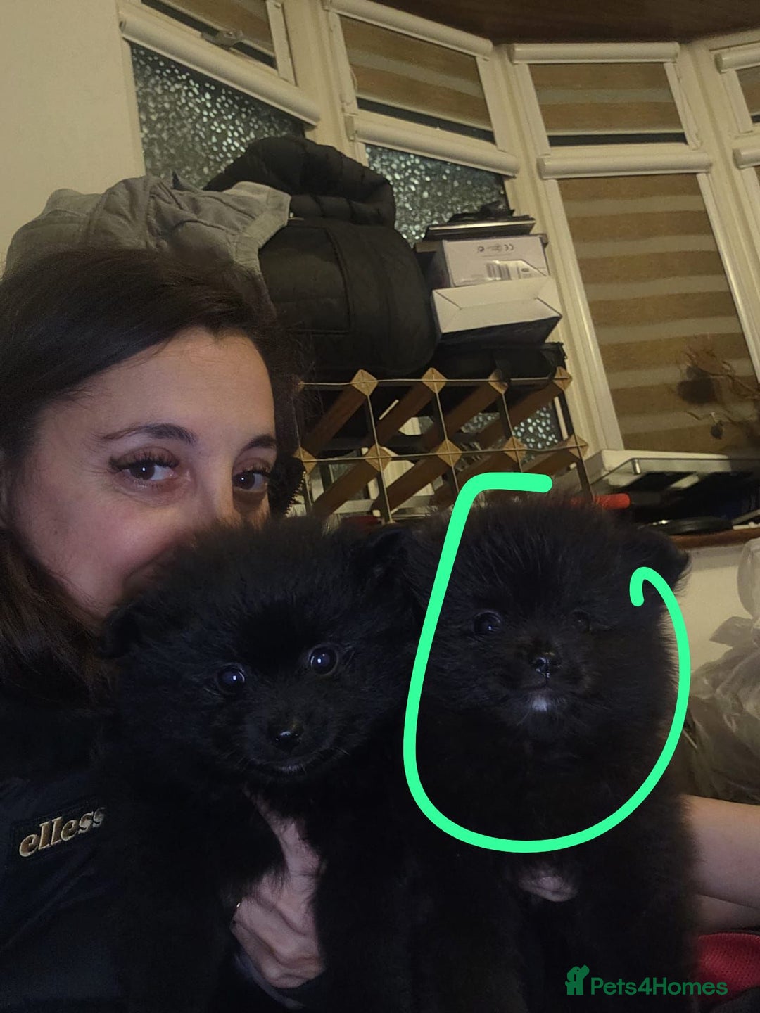 Pomeranian dogs for sale: ONE-TIME ONLY PUREBRED POM PUP (BLUE MERLE PARENT) - Advert 18