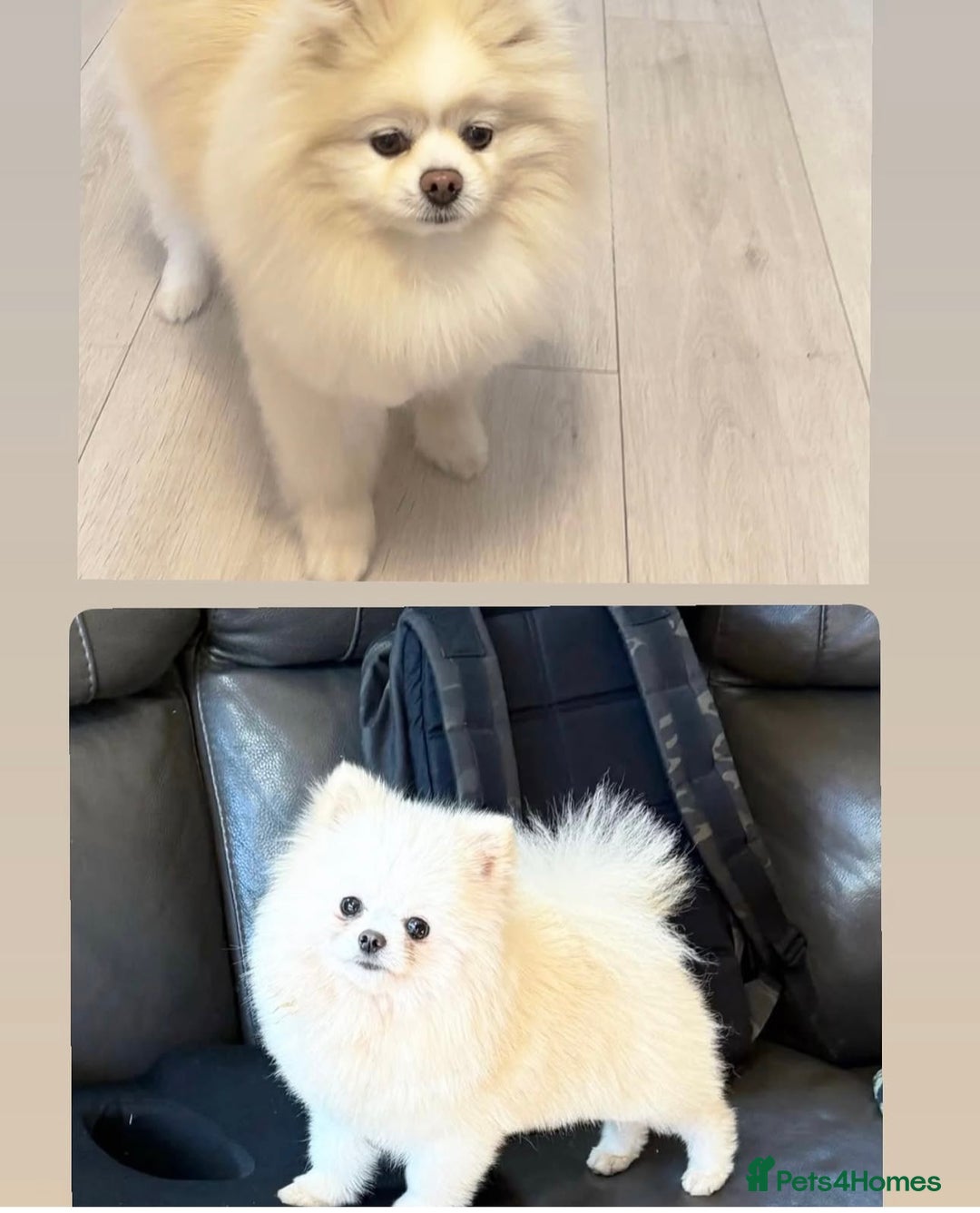 Pomeranian dogs for sale: Champion blood line teddy bear Pomeranian pups  - Advert 4