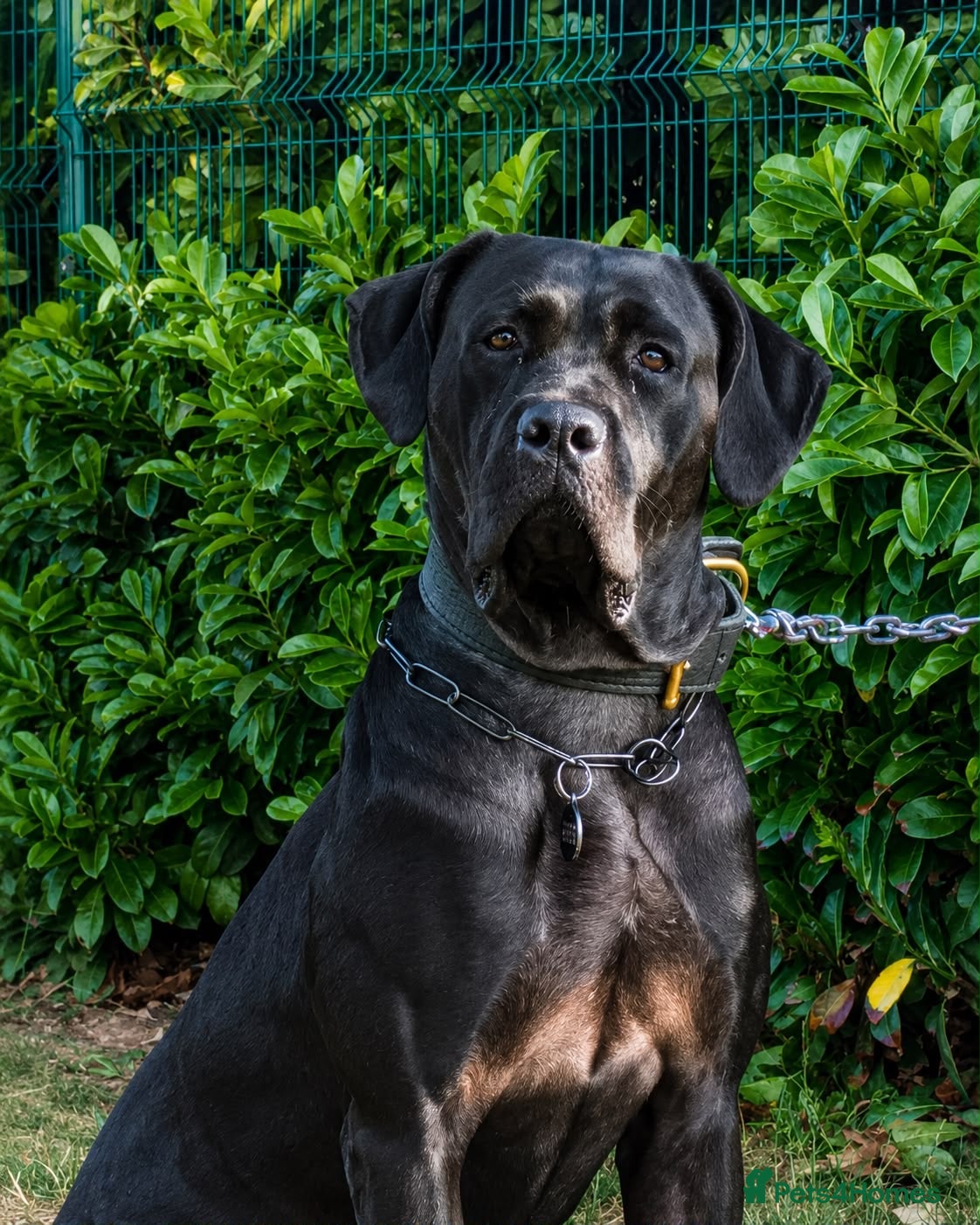 Mixed Breed dogs Cane corso x presa canario - Advert 1