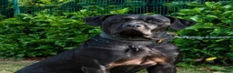 Mixed Breed dogs for sale: Cane corso x presa canario - Advert 2