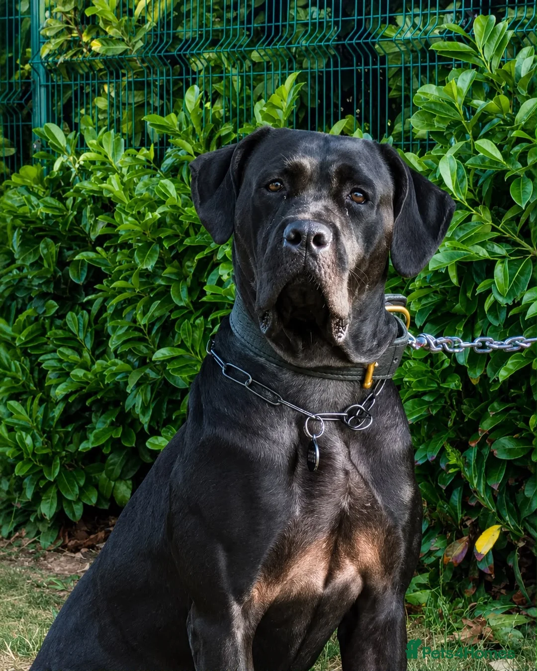 Mixed Breed dogs for sale: Cane corso x presa canario - Advert 2