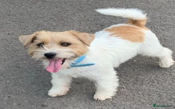 Jack Russell dogs for stud: Super KC Reg Health Tested Jack Russell  - Image 3