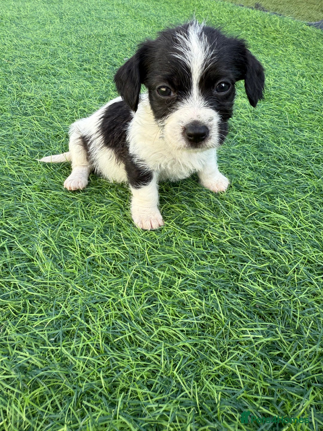 Mixed Breed dogs for sale: 7 stunning cockerjack puppies  - Image 11