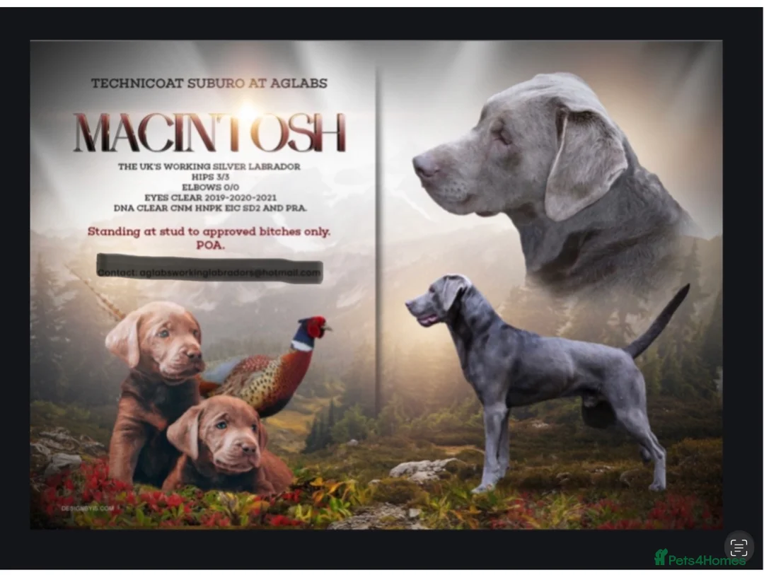 Labrador Retriever dogs for stud: Mac - UK’s Most prolific Silver Labrador Stud - Advert 4