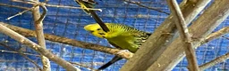 Budgerigars birds for sale: Baby budgies  - Advert 12