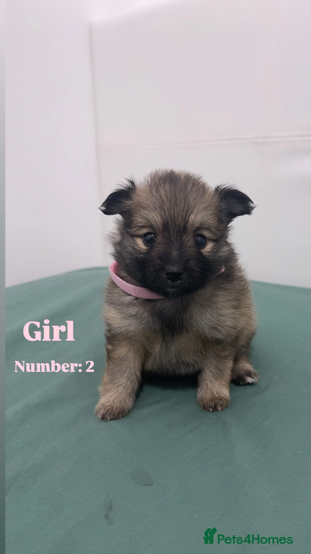 Pomeranian dogs for sale: 5 Stunning Pomeranian Puppies – 2 Boys & 3 Girls – - Advert 3