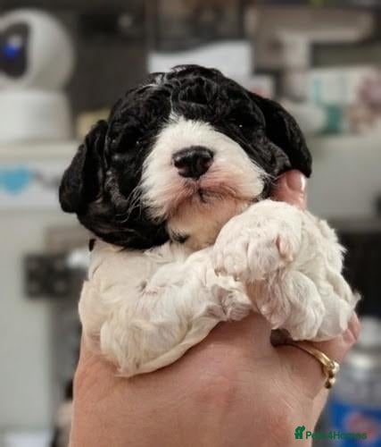 Cavapoo dogs for sale: Stunning Markings F1B Toy Cavapoo puppies  - Advert 23