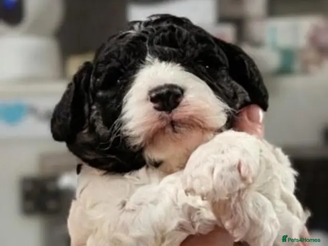 Cavapoo dogs for sale: Stunning Markings F1B Toy Cavapoo puppies - Advert 23
