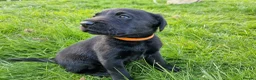 Labrador Retriever dogs for sale: Gorgeous black labrador boys. in Burton-on-Trent - Advert 4
