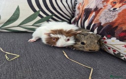 Guinea Pig rodents for sale: Little brothers looking for a new home - Image 2