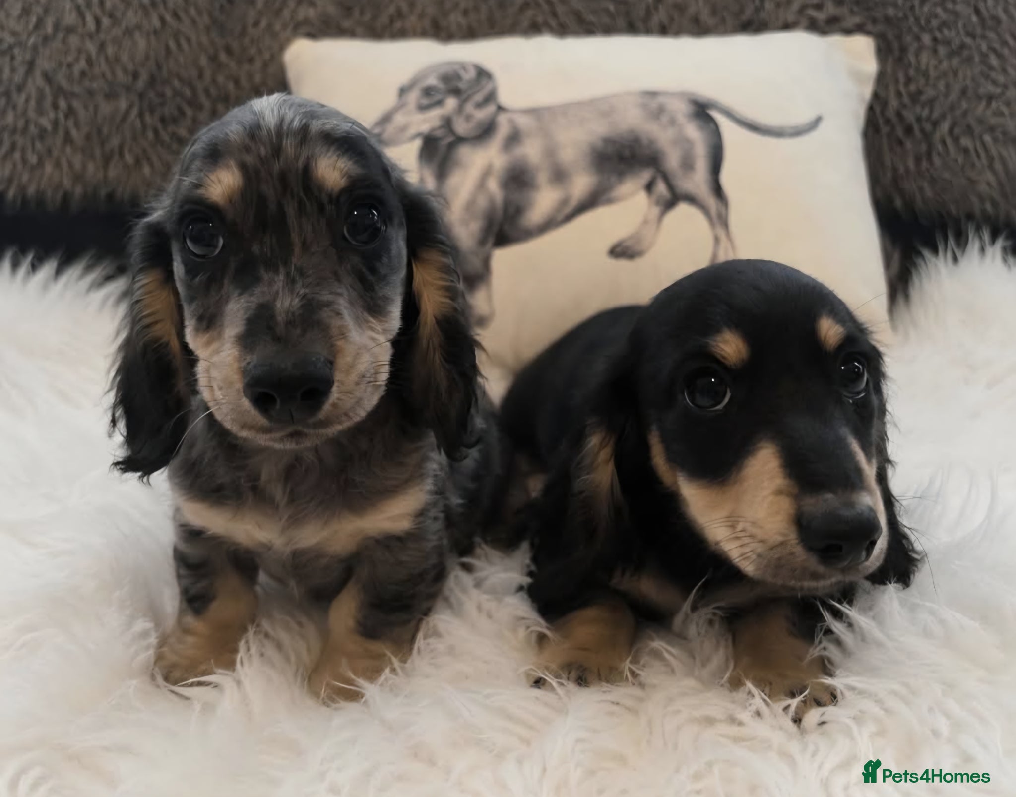 Miniature Dachshund dogs Stunning KC Long hair daxi. 5* breeders  - Advert 1
