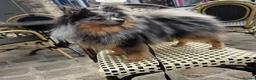 Pomeranian dogs for stud: Stud dog rare colours  blue merle pomernian  - Advert 1