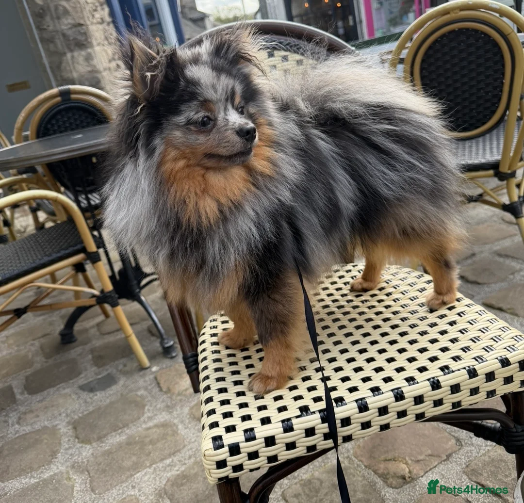 Pomeranian dogs for stud: Stud dog rare colours  blue merle pomernian  - Advert 1