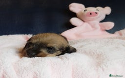 Miniature Dachshund dogs for sale: OUTSTANDING CHAMPION SIRED MINI WIREHAIRED KC REG - Image 3