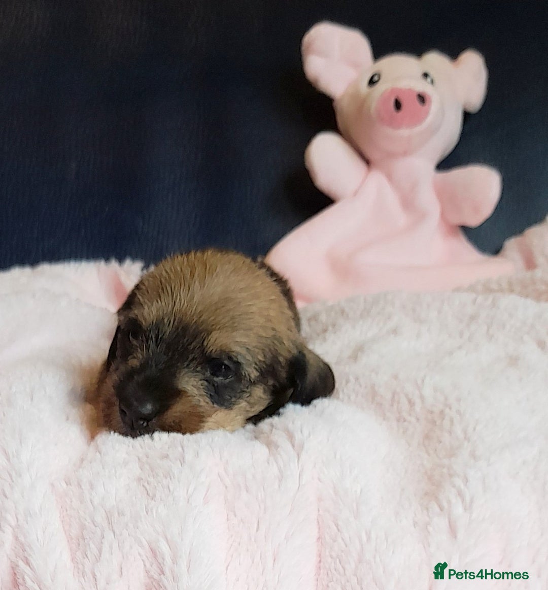 Miniature Dachshund dogs for sale: OUTSTANDING CHAMPION SIRED MINI WIREHAIRED KC REG - Image 3