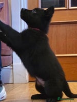 German Shepherd dogs - Advert 16