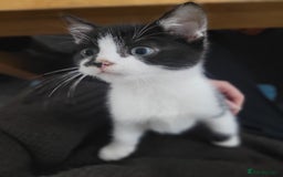 Mixed Breed cats for sale: Beautiful Female Kitten for Sale - Advert 6