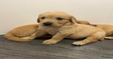 Golden Retriever dogs - Advert 6