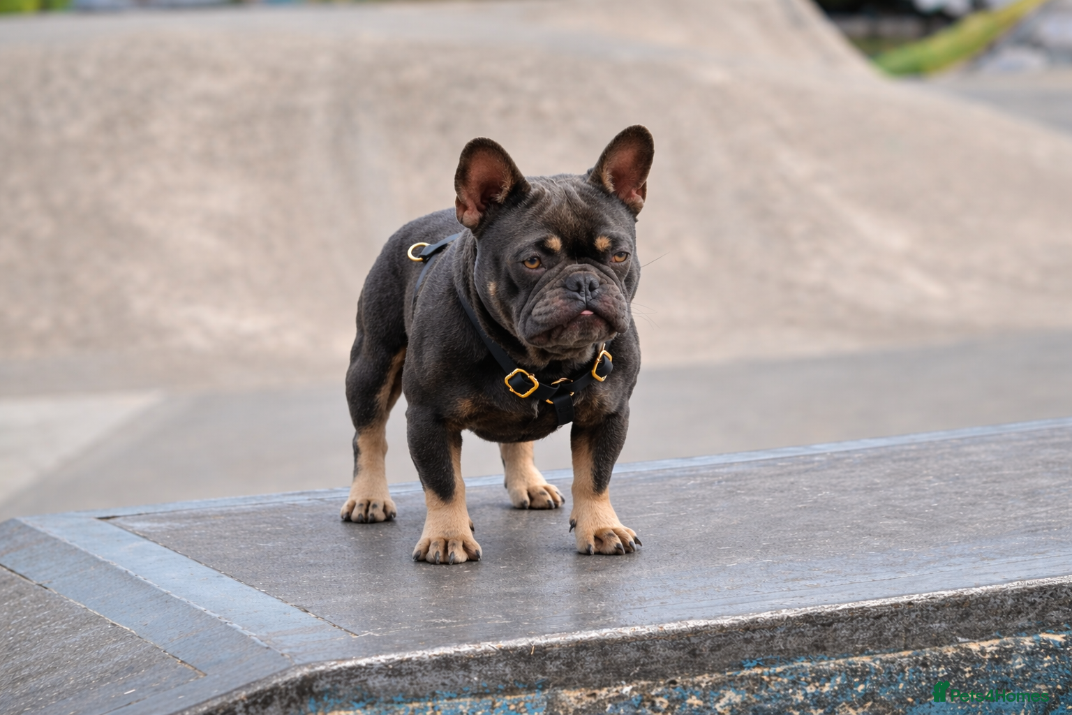 French Bulldog dogs 🐾 FRENCHIE STUD SEEKING FLING BEFORE SPRING 🐾 - Advert 22