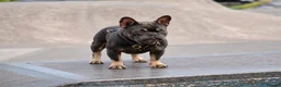 French Bulldog dogs for stud: 🐾 FRENCHIE STUD SEEKING FLING BEFORE SPRING 🐾 - Advert 1