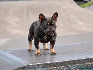 French Bulldog dogs 🐾 FRENCHIE STUD SEEKING FLING BEFORE SPRING 🐾 - Advert 22
