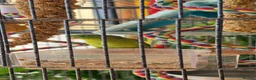 Parrots birds for sale: Rare green rumped parrolet  in Croydon - Advert 2
