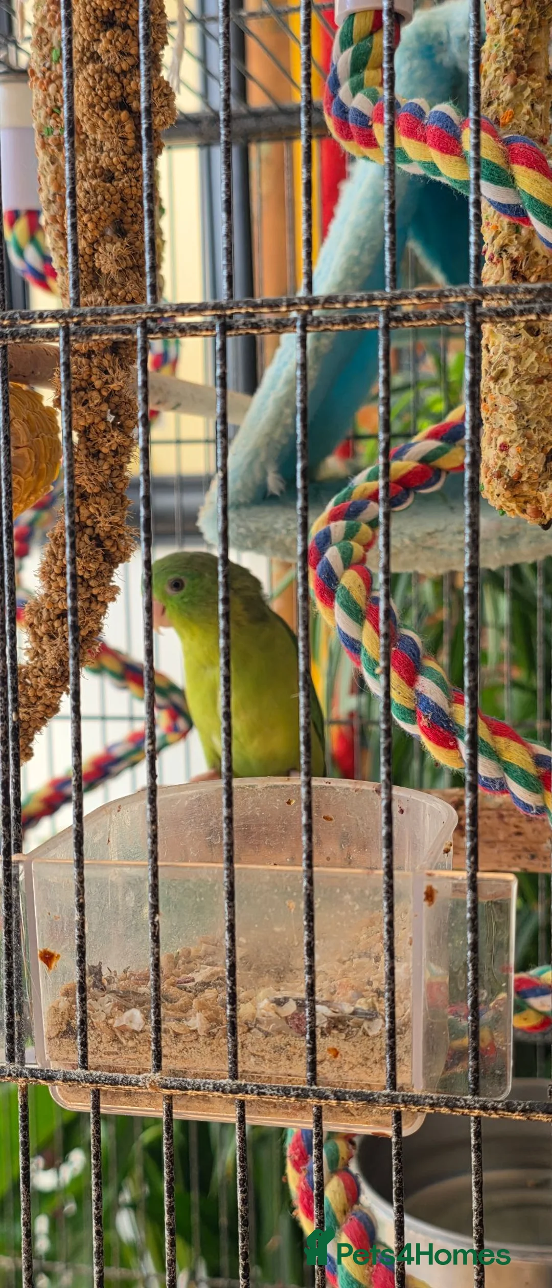 Parrots birds for sale: Rare green rumped parrolet  in Croydon - Advert 2