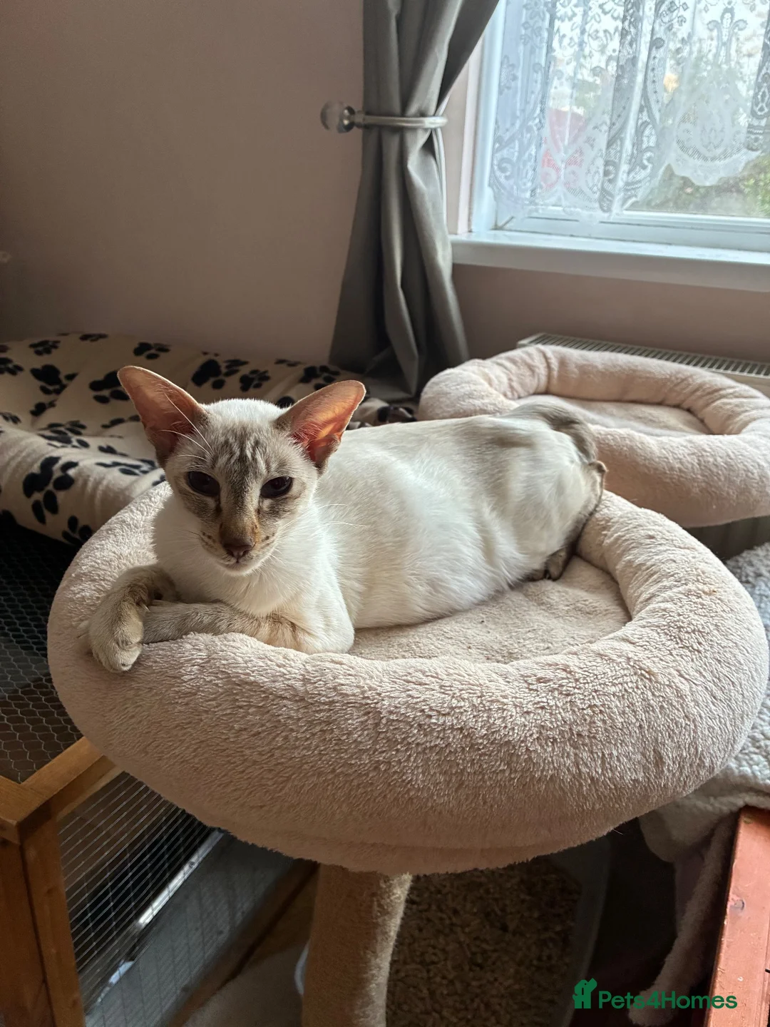 Siamese cats for sale: Healthy beautiful GCCF registered siamese - Advert 2