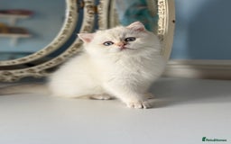 British Shorthair cats for sale: 🌟Adorable Pure BSH 5 kittens 🌟 - Image 13