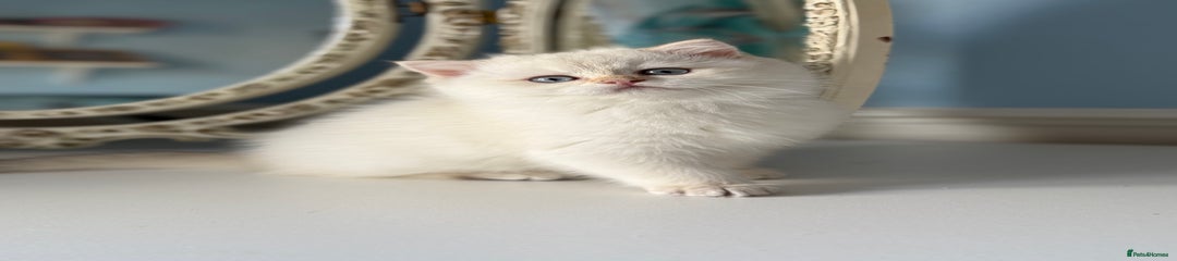 British Shorthair Kitten 4