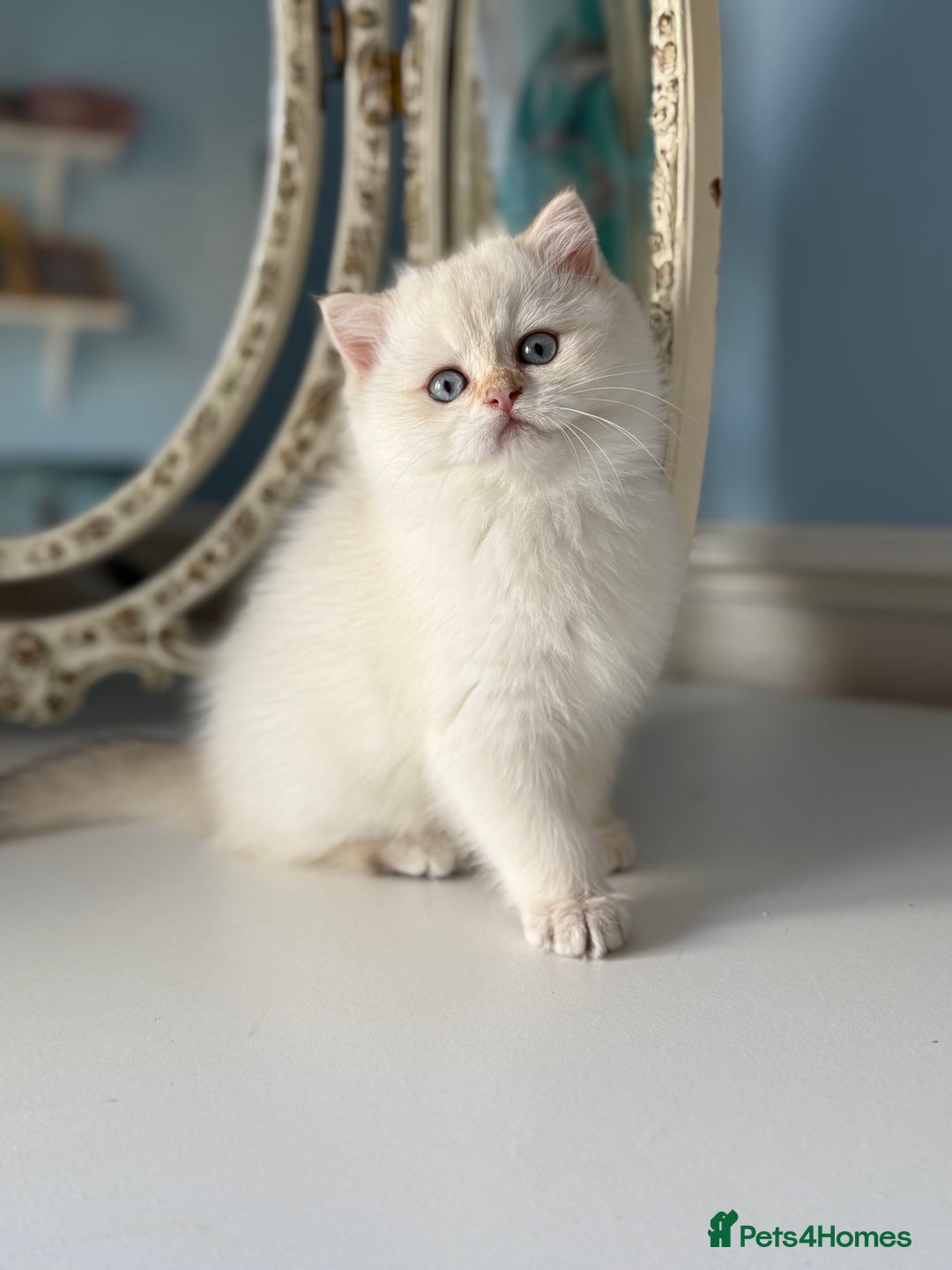 British Shorthair cats for sale: 🌟Adorable Pure BSH 5 kittens 🌟 - Image 13