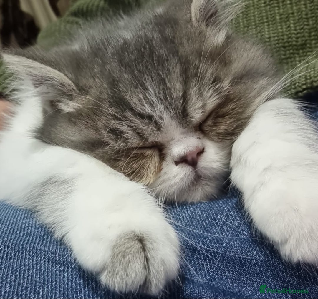 Persian cats for sale: Beautiful friendly pedigree shorthair Persian  - Advert 5