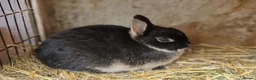Mixed Breed rabbits for sale: Small, cute, soft, friendly bonded bunny brothers  - Advert 2