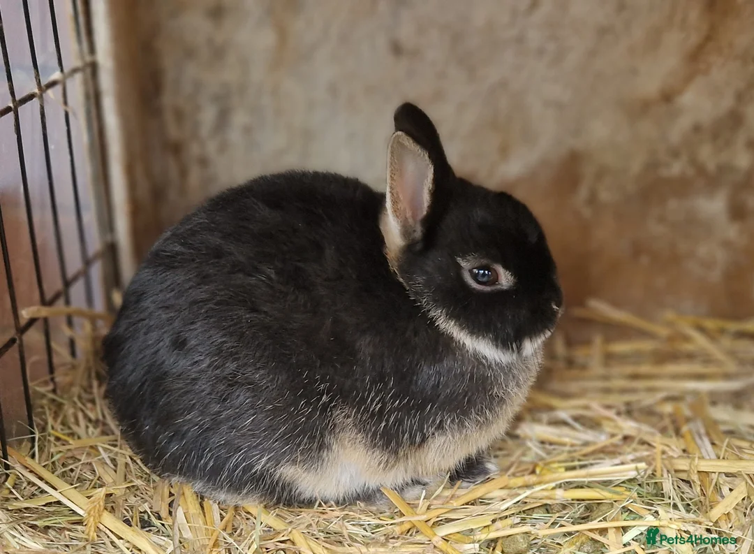 Mixed Breed rabbits for sale: Small, cute, soft, friendly bonded bunny brothers  - Advert 2