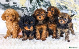 Toy Poodle dogs for stud: KC registered poodle studs in Bolton - Image 3