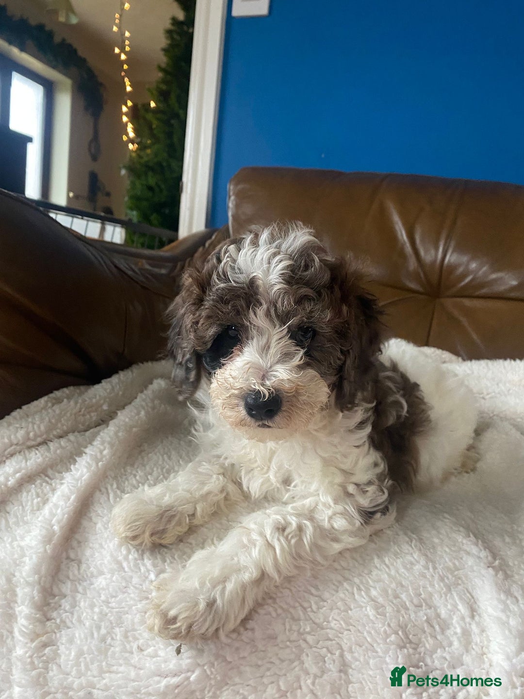 Cavapoo dogs for sale: Beautiful F2 cavapoo girls  - Advert 8