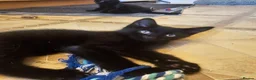 Mixed Breed cats for sale: 3 Playful Black Brother Kittens Looking for Homes - Advert 9