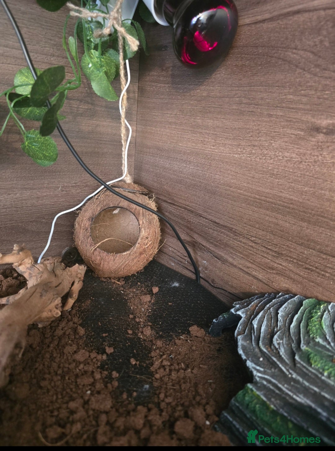 Leopard Gecko reptiles for sale: 7 months old Female leopard gecko  - Advert 5