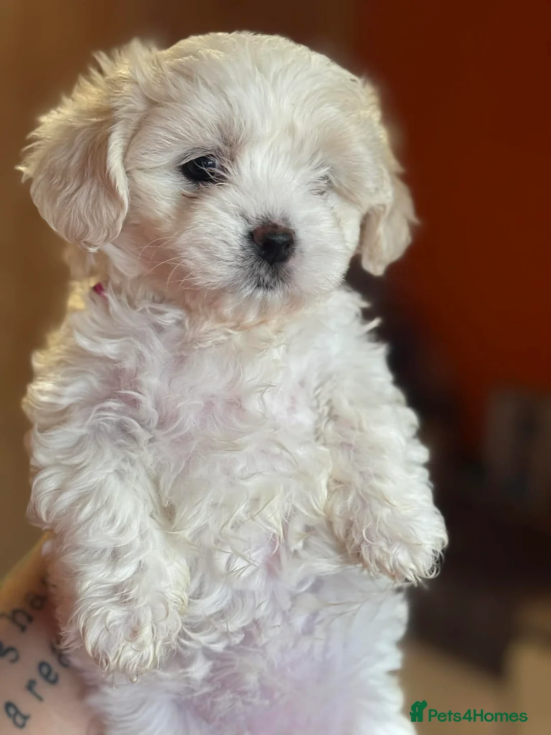 Maltese dogs for sale: Maltese puppies ready now - Advert 13