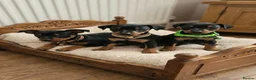 Miniature Pinscher dogs for sale: Miniature Pinscher Puppies–Healthy&Well Socialised - Advert 1