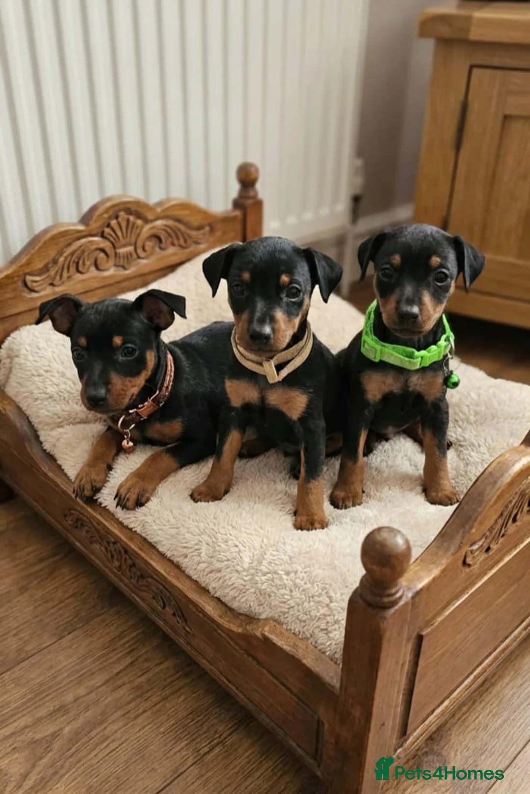 Miniature Pinscher dogs for sale: Miniature Pinscher Puppies–Healthy&Well Socialised - Advert 1