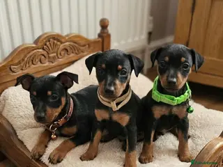 Miniature Pinscher dogs Miniature Pinscher Puppies–Healthy&Well Socialised - Advert 5