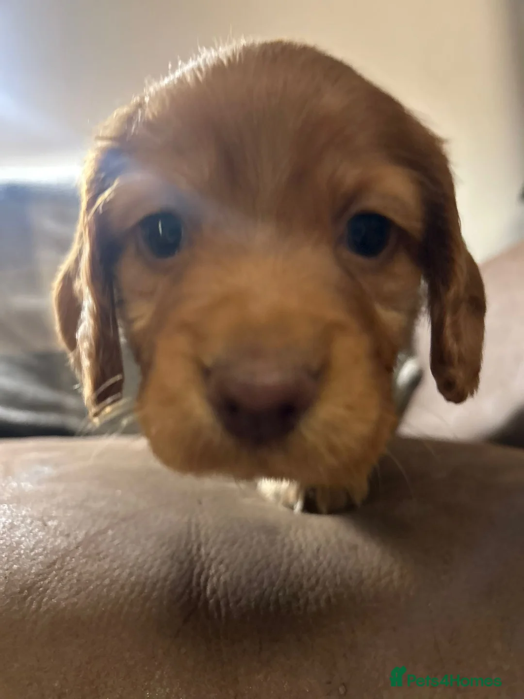 Cocker Spaniel dogs for sale: Stunning Red Kc Working Cocker Spaniels   - Advert 5