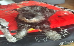 Miniature Schnauzer dogs for sale: Last girl left KC register - Image 1