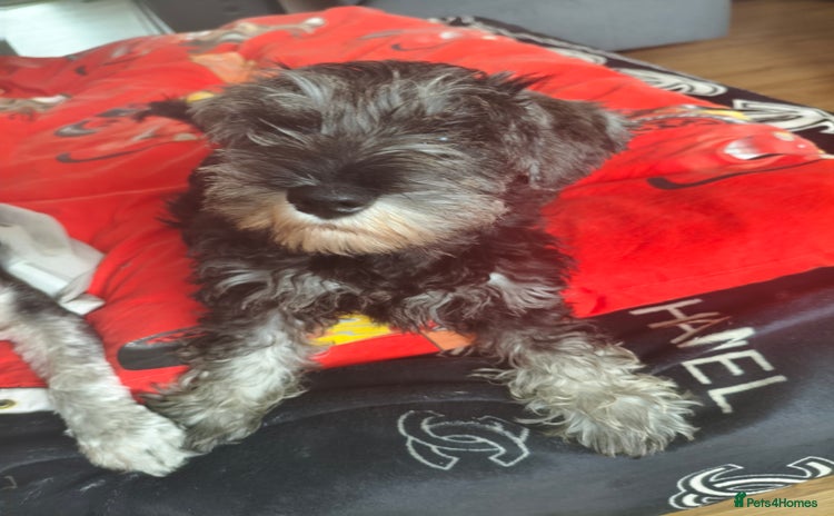 Miniature Schnauzer dogs - Advert 1